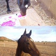 horses