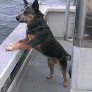 Dog0
