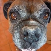 Animal : Hamish a Healing Journey