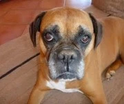 Animal : Lucy a Healing Journey