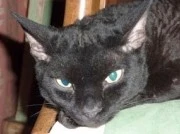 Animal : Madiba a Healing Journey