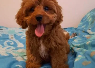 Animal : Losing Milo a Healing Journey