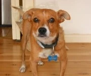 Animal : Missy a Healing Journey