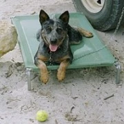 Animal : Oscar a Healing Journey