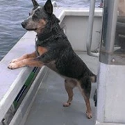 Animal : Oscar a Healing Journey