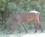 Animal : Shelley USA a Healing Journey