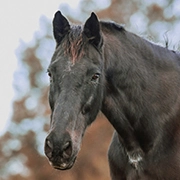 Animal : Lewis A Healing Journey